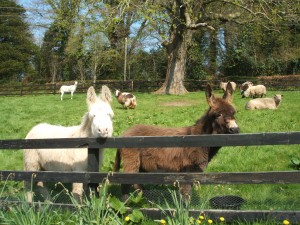 Shrek  Bertie  Fern Cottage-01.jpg.jpg